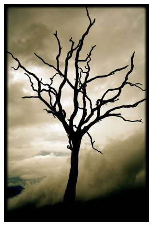 dead tree.2